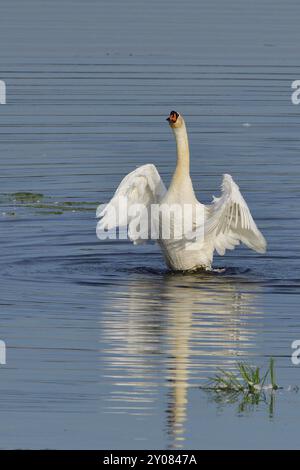 Muet Swan dans la bataille de territoire au printemps, muet Swan pendant la saison de reproduction Banque D'Images