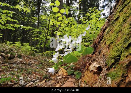 Oseille de bois sur un tronc d'arbre, Oxalis acetosella, oseille de bois commun, Allemagne, Allemagne, Europe Banque D'Images