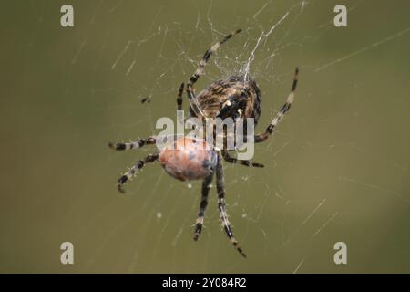 Croisez l'araignée avec la coccinelle capturée Banque D'Images