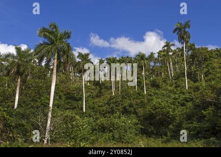 Palmeraie tropicale à Cuba Banque D'Images