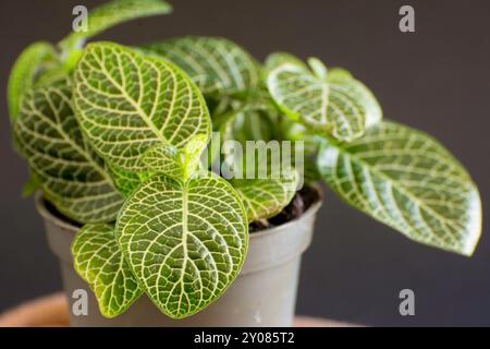 Gros plan d'une plante verte fittonia albivenis dans un pot sur fond noir Banque D'Images