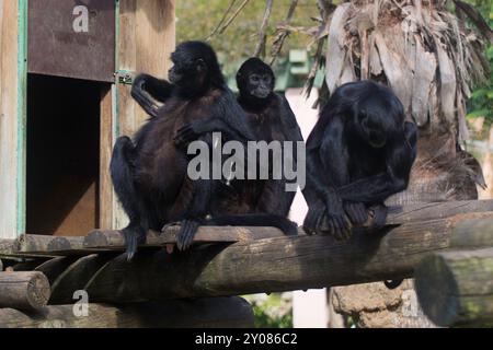 Drôle de groupe de trois singes araignées noires, se reposant, jouant les uns avec les autres et observant le monde autour d'eux Banque D'Images