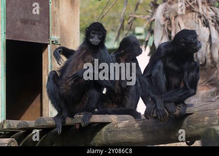 Drôle de groupe de trois singes araignées noires, se reposant, jouant les uns avec les autres et observant le monde autour d'eux Banque D'Images