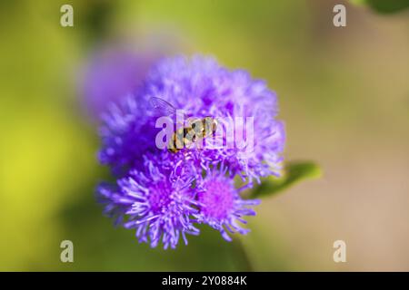 Abeille sur la fleur violette d'une fleur Banque D'Images