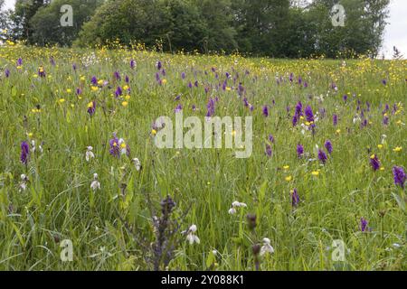 Orchidée des marais occidentaux, Dactylorhiza majalis, orchidée des marais occidentaux Banque D'Images