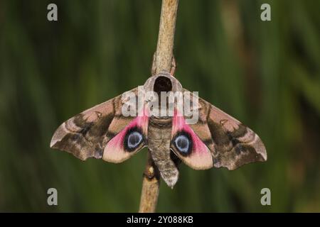 Evening Peacock-eye, Smerinthus ocellata, oeil faucon-teth Banque D'Images