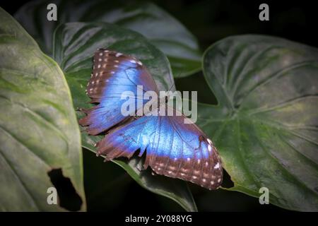 Morpho helenor, papillon morpho bleu assis sur une feuille, province d'Alajuela, Costa Rica, Amérique centrale Banque D'Images