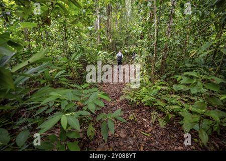 Jeune homme sur un sentier de randonnée dans la forêt tropicale, randonnée touristique dans la forêt tropicale à travers une végétation dense, parc national du Corcovado, Osa Penins Banque D'Images