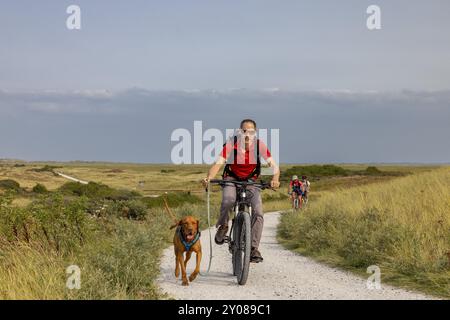 Vététiste avec son chien de traîne, chien Vizsla sur un vélo, île d'Ameland, Frise, pays-Bas Banque D'Images