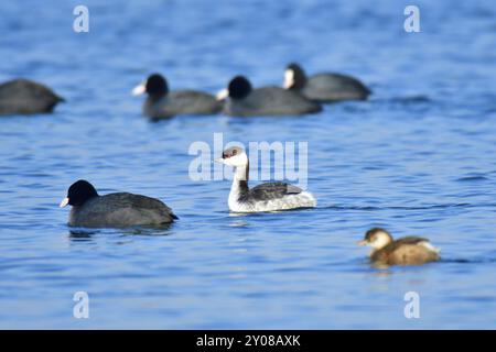 Grebe à cornes dans le plumage non reproducteur en haute-Lusace. Grebe corné dans le plumage non reproducteur Banque D'Images