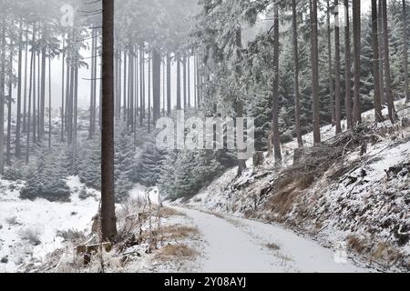 Tempête de neige dans la vieille forêt de conifères Banque D'Images