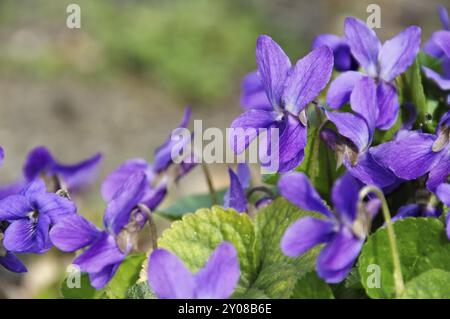 Violettes au printemps, violettes Viola odorata au printemps Banque D'Images