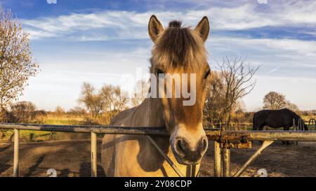 Cheval de fjord en portrait sur un paddock à la porte. Race de cheval norvégien. Mammifère puissant. Photo d'animal Banque D'Images