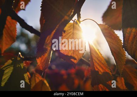 Les rayons du soleil en automne brillent à travers les feuilles colorées sur l'arbre. Arbres en arrière-plan. Paysage de la nature Banque D'Images