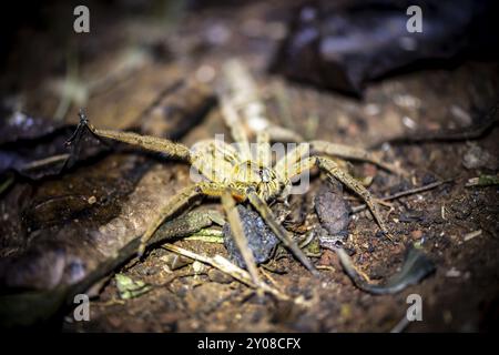 Araignée à peigne Getazi ou araignée banane Getazi (Cupiennius tazi), sur le sol de la forêt la nuit, la nuit dans la forêt tropicale humide, Refugio Nacional de V. Banque D'Images