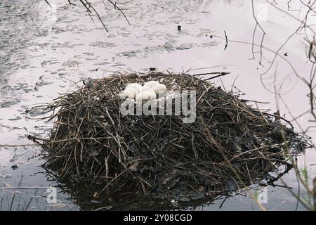 Nid avec œufs de cygnes de deuil (Cygnus atratus), cygne noir, Rhénanie du Nord-Westphalie, Allemagne, Europe Banque D'Images