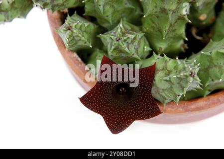 Plante Stapelia fleurissant avec fleur rouge sur blanc Banque D'Images