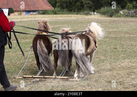 L'équipe de poney Shetland Banque D'Images