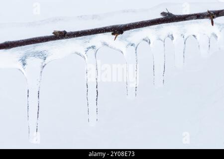 Branche couverte de glace, Norrbotten, Laponie, Suède, janvier 2016, Europe Banque D'Images