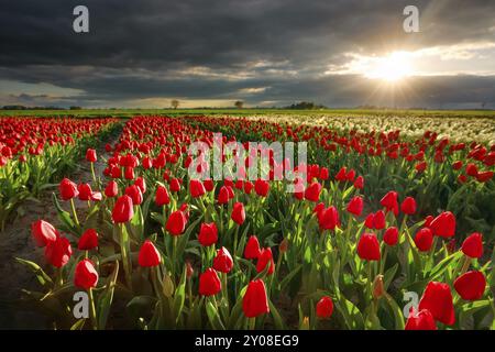 Soleil sur le champ de tulipes rouges au printemps, Hollande Banque D'Images