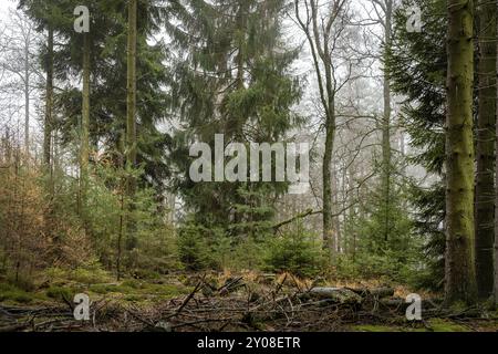 Forêt dans la brume légère avec des pins, des arbres à feuilles caduques et des sapins. Sol envahi de mousse et de fougères Banque D'Images