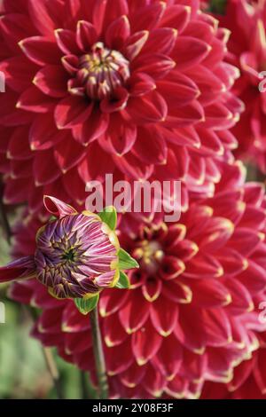 Gros plan de fleurs de dahlia rouge avec bourgeon de fleur fermé au premier plan, legden, Muensterland, allemagne Banque D'Images