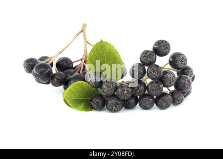 Aronia melanocarpa (Photinia melanocarpa) ou black chokeberry isolé sur fond blanc Banque D'Images