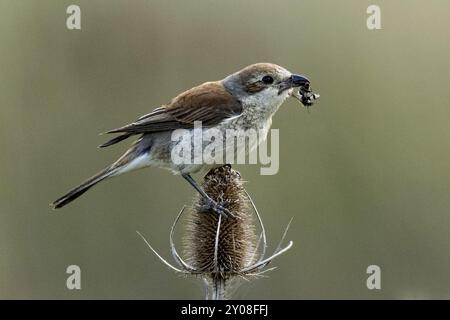 Pèche à dos rouge, pèche à dos rouge jeune oiseau avec bourdon dans le bec assis sur le thé, regardant à droite Banque D'Images