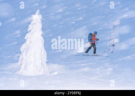 Skieurs dans la neige, réserve naturelle de Dundret, Gaellivare, Norrbotten, Laponie, Suède, février 2016, Europe Banque D'Images