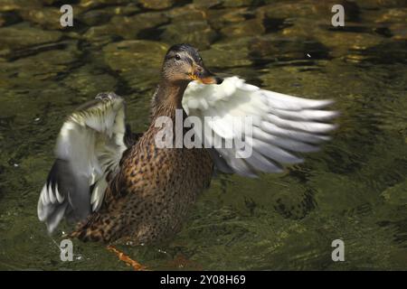 Colvert pour la baignade Banque D'Images