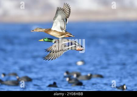 Colvert sur une banquise. Colvert en hiver sur une banquise Banque D'Images