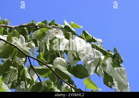 Taschentuchbaum oder Davidia involucrata, colombe ou Davidia involucrata au printemps Banque D'Images