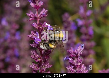 Bourdon collectant le pollen sur les fleurs de sauge violettes, gros plan Banque D'Images