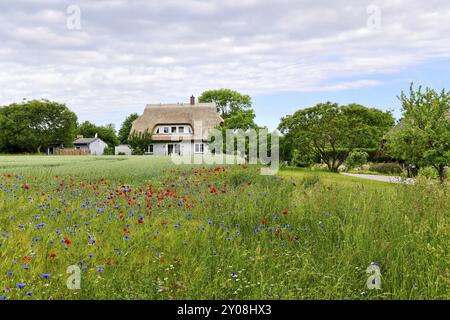 Champ de céréales avec des bleuets (Centaurea cyanus) et des fleurs de pavot (Papaver rhoeas) au bord d'un champ, derrière lui une maison de chaume, fraîchement couverte Banque D'Images