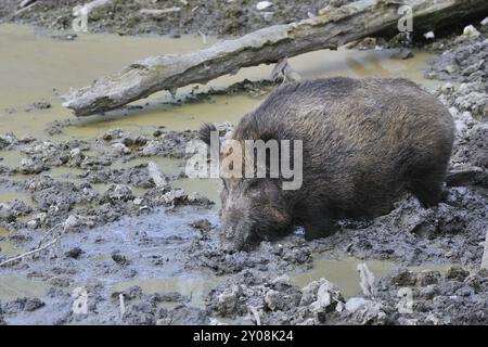 Sus scrofa Banque D'Images