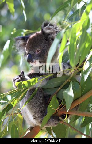 Un ours koala est assis sur une branche Banque D'Images