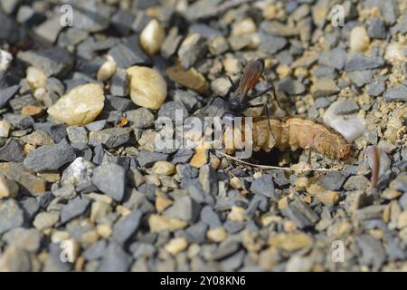 Guêpe de sable à bandes rouges (Ammophila sabulosa) avec une chenille. Ammophila sabulosa, la guêpe de sable à bandes rouges avec une chenille Banque D'Images