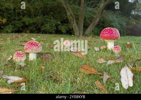 Fliegenpilze auf einer Wiese, Amanita muscaria, communément connu sous le nom de mouche agarique sur une prairie Banque D'Images