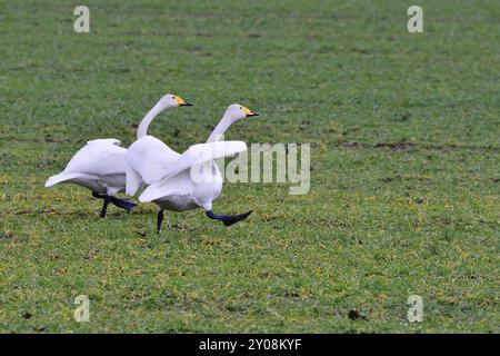 Cygne Whooper sur une prairie. Le Whooper cygne dans un champ en Saxe Banque D'Images