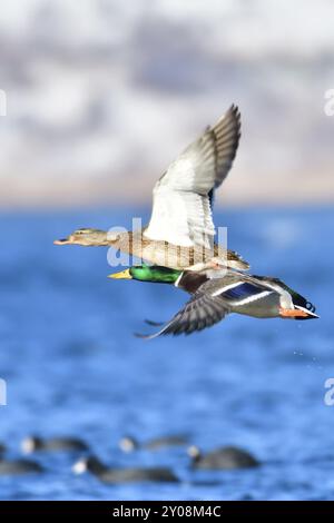 Colvert sur une banquise. Colvert en hiver sur une banquise Banque D'Images