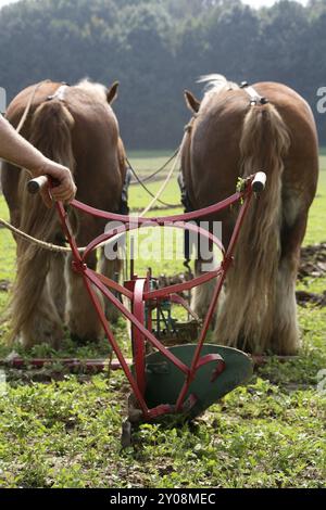 Animaux à sang froid devant une charrue Banque D'Images