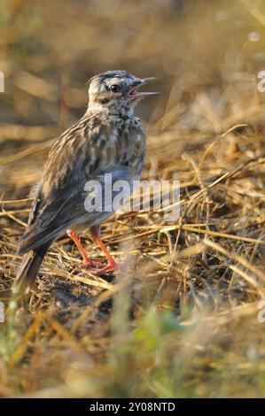 Skylark eurasien dans la matinée. Jeune skylark le matin Banque D'Images