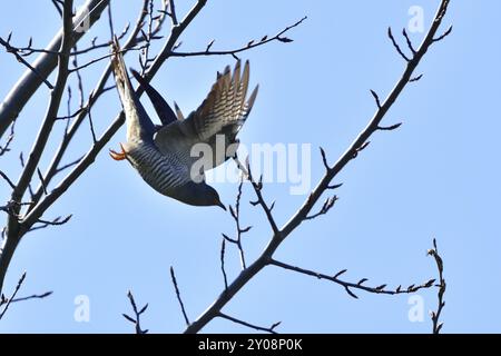 Mâle Cucoo commun sur un arbre. Coucou mâle décollant Banque D'Images
