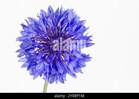 Bleuet en fleurs (Centaurea cyanus), isolé Banque D'Images