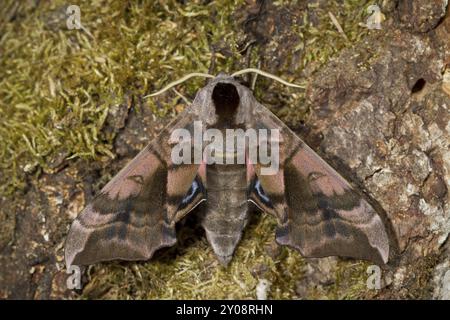 Evening Peacock-eye, Smerinthus ocellata, oeil faucon-teth Banque D'Images