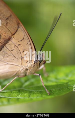 Morpho helenor, papillon morpho bleu assis sur une feuille, province d'Alajuela, Costa Rica, Amérique centrale Banque D'Images