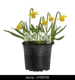 Petites jonquilles jaunes fleuries dans un pot de plante coupées sur blanc Banque D'Images