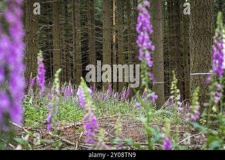 Foxglove commun en fleurs, poussant à l'état sauvage dans la forêt sous les conifères Banque D'Images