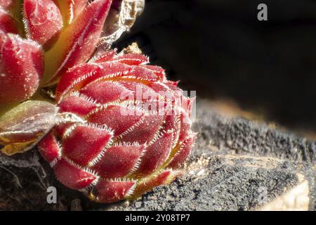 Photographie macro d'un bourgeon rouge ménager sur la plante mère sur une pierre Banque D'Images