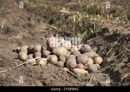 Pommes de terre récemment creusées ou récoltées dans un champ de ferme familiale biologique dans une vue à angle bas sur la terre brune riche dans un concept de culture alimentaire Banque D'Images